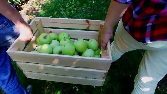 种植青苹果