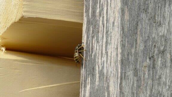 爱沙尼亚一只蜜蜂正在木头上挖一个小洞