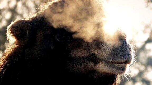 骆驼在寒冷的早晨呼吸