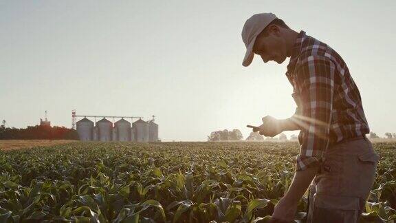 法默一边使用智能手机一边在玉米地里行走背景是谷仓