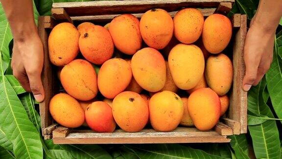 芒果热带水果在木箱准备交付