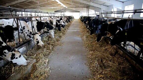 奶牛在奶牛场的牛棚里吃干草现代牛棚