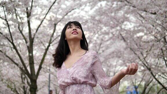 美丽的中国年轻女子站在粉红色的樱花林中看着随风飘落的花瓣超慢的动作