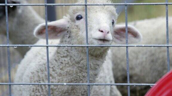 小羊羔在篱笆后看