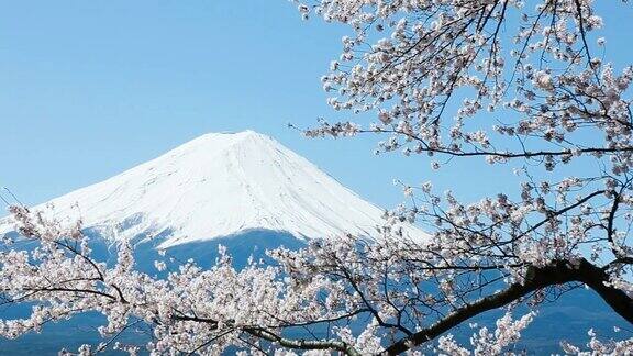 樱花盛开的富士山风景