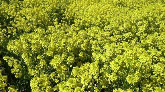 黄色的油菜地映衬着春天的蓝天