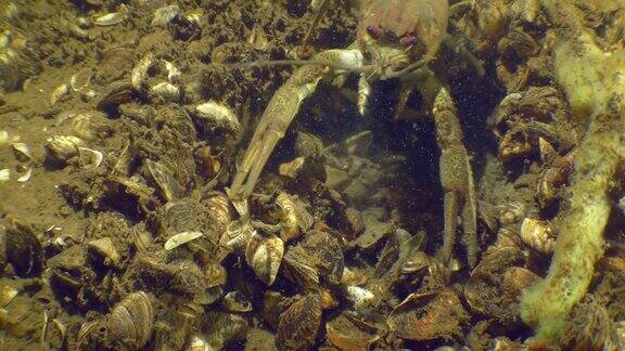 欧洲小龙虾正在底部爬行