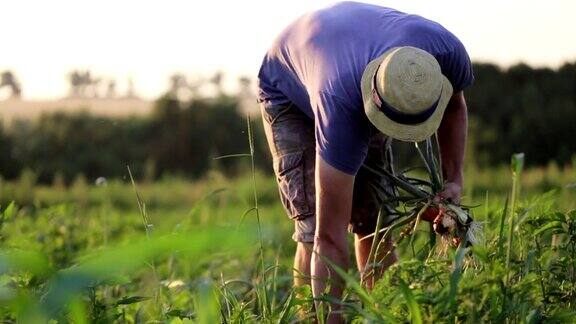 农夫在有机农场的田里采摘洋葱