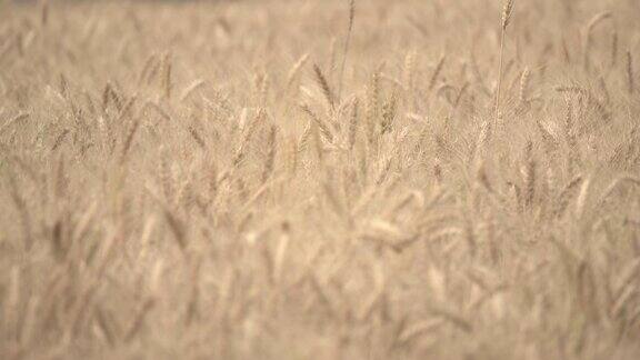 风中的小麦作物