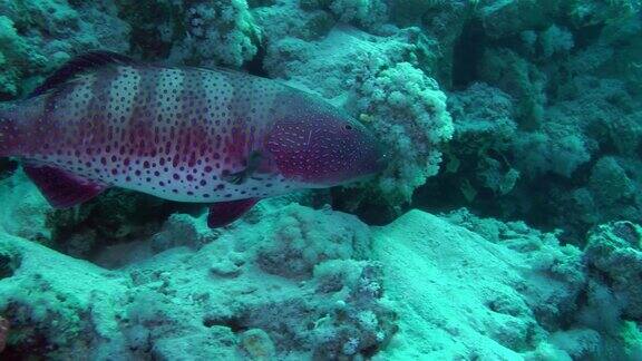 巨大的豹石斑鱼在珊瑚礁的背景上
