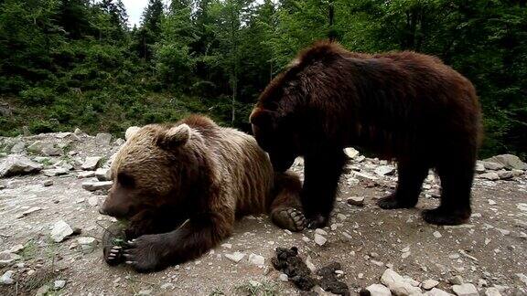 森林里有灰熊和棕熊