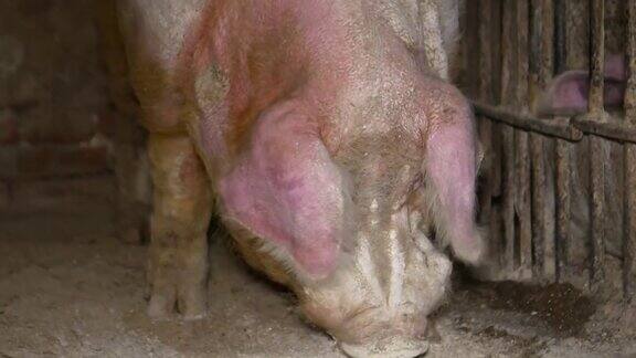 猪用于种猪用于生产仔猪肉