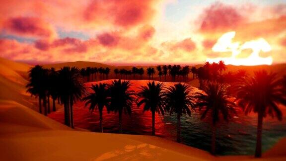 撒哈拉沙漠沙丘棕榈树绿洲美丽的日落