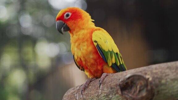 彩色鹦鹉鸟肖像嘴橙色的头和彩色的羽毛费舍尔的爱鸟有一个美丽的颜色在一个笼子里