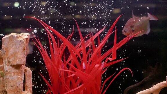水族馆里珊瑚礁上鲜艳的多色热带鱼水族馆里有珍稀的热带鱼