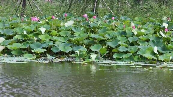 池塘里的荷花