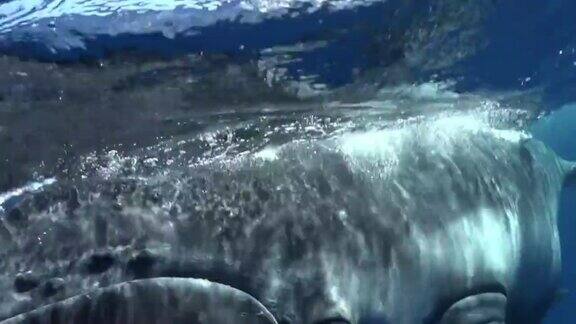潜水员在太平洋水下靠近小座头鲸