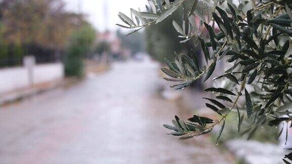 橄榄枝下着雨