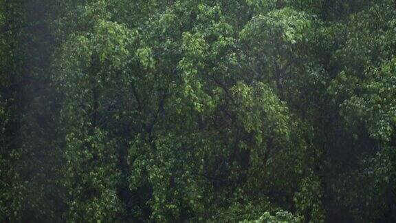 在雨天风吹森林树木