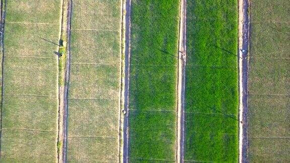 俯视图无人机拍摄的绿色田野青葱农场树木高角度的农场