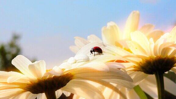 瓢虫在洋甘菊花上