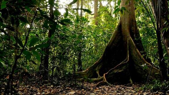 深雾热带森林的野生、生动的植被丛林景观内部异国情调的亚洲木材苔藓藤本植物悬挂在雨林的树冠上绿色自然背景的亚热带森林