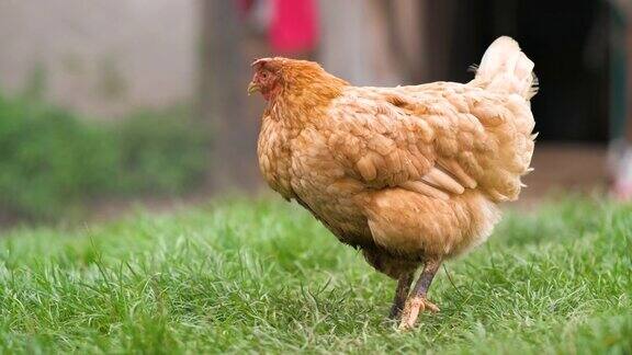 农场谷仓院子里的母鸡放养家禽