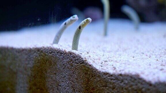 里斯本海洋馆的花斑花园鳗鱼或异质海鳗