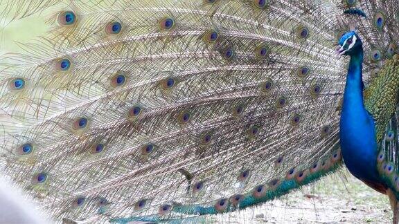 孔雀羽毛美丽的鸟