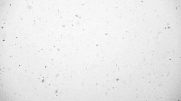 慢动作高清-雪花落在白色的背景