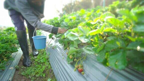 农民在有机草莓农场收割草莓