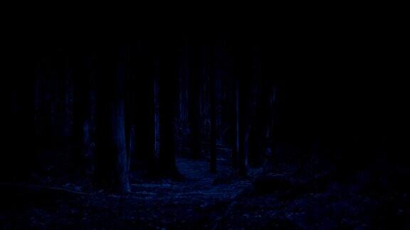 月光下穿越森林小径