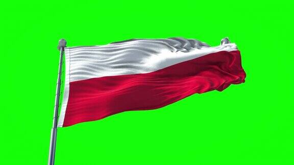波兰国旗挥舞的慢动作在绿色背景上完美的容易关键波兰国旗飘扬国庆节庆祝民主独立和选举日爱国象征波兰视频