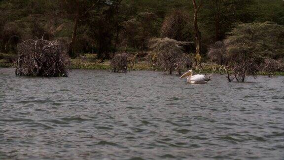 肯尼亚奈瓦沙淡水湖表面上孤独的白鹳喙