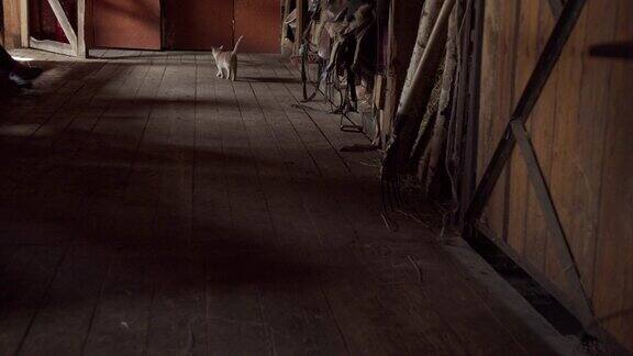 一只漂亮的乡村猫在木马厩里走来走去看着墙上挂着的东西