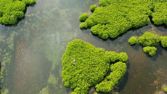 红树林和河流鸟瞰图