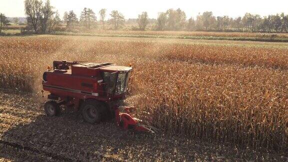 空中红联合收割机在晴天收获玉米