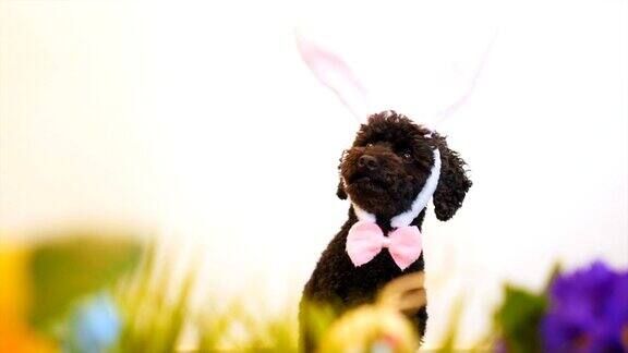 戴着复活节兔子耳朵的有趣的小狗