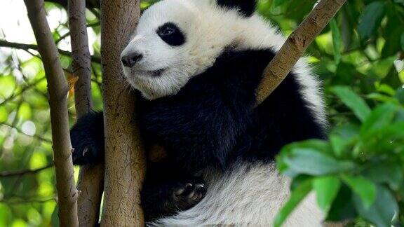 熊猫宝宝在树上休息一只有趣的熊猫熊坐在绿色的树上睡着了