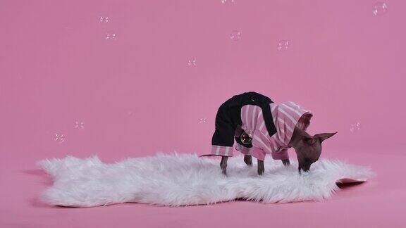 Xoloitzcuintle穿着连身裤站在一个白色毛皮毯子上在工作室的粉红色背景上肥皂泡在宠物周围飞舞这时他啃着一条毯子慢动作