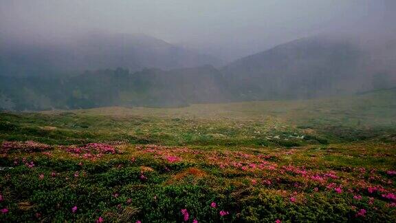 云雾缭绕的山峦上盛开着杜鹃花