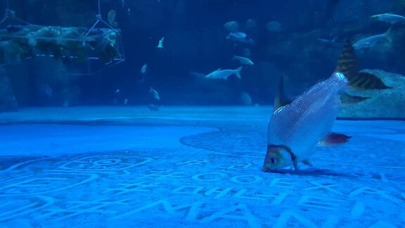 海牛在蓝色的水中平静地玩耍
