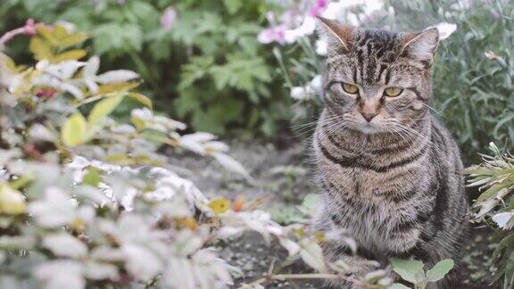 花中的条纹猫一只猫在花园里