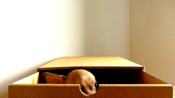 盒子里的棕色吉娃娃小狗