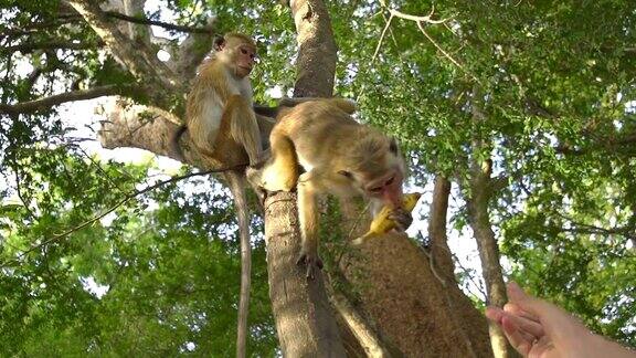 慢镜头:猴子去拿香蕉