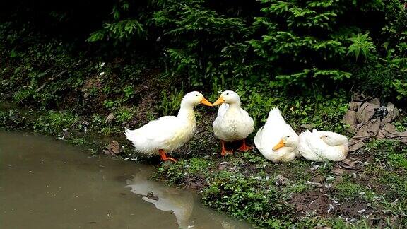 白鸭子从池塘里出来了