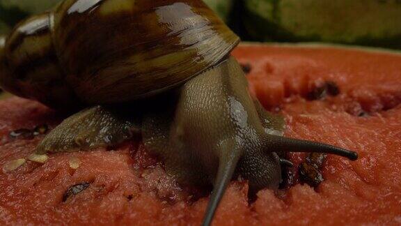 巨型非洲蜗牛在西瓜上的微距拍摄缘生蜗牛卵慢慢地吃着多汁的西瓜夏天的背景