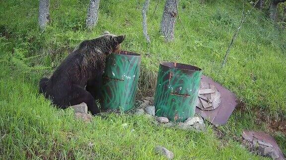 追踪摄像头拍到一只熊在树林里翻垃圾桶