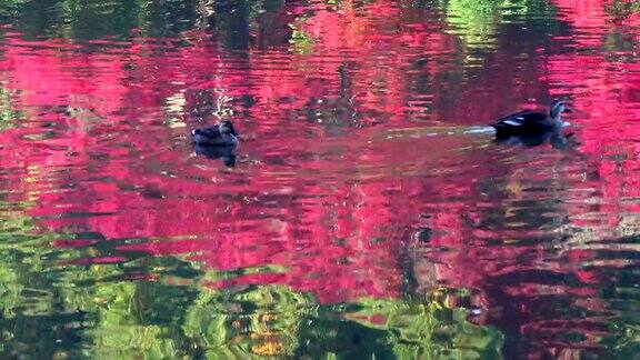 水面上的秋湖鸟
