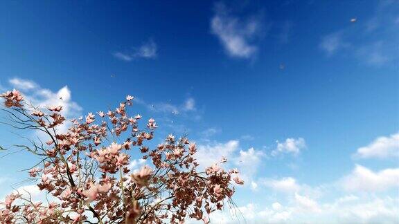 玉兰花和飞翔的鸽子映着蓝天4K